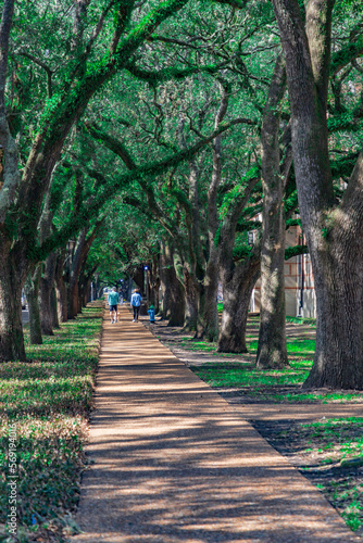 footpath in the Rice University  Houston  Texas  USA
