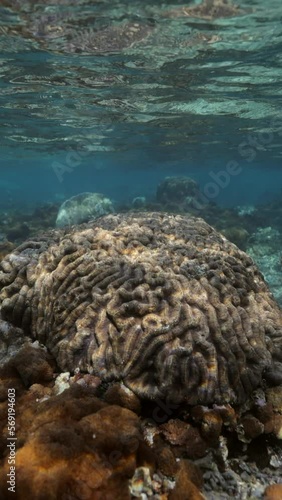 Wallpaper Mural Slow Motion Shot Of Patterned Invertebrate Animals On Ocean Floor Undersea - Lombok, Indonesia Torontodigital.ca
