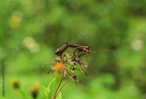 Grasshoppers are mating on dry flowers. © Tri