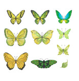 Set of yellow and green tropical butterflies