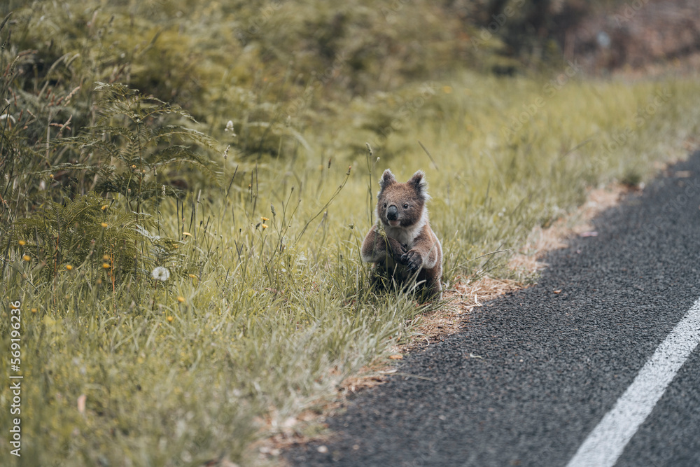 Fototapeta premium Koala