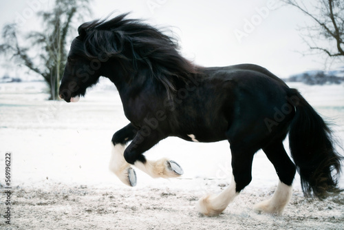 Shire Horse Black Horse Stallion © Sandra