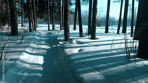 light in the forest