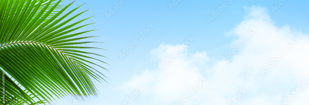 Palm tree leaf blue sky white cloud background frame, green palm branch corner border, tropical island sea beach banner, summer holidays template, vacation design, travel, tourism backdrop, copy space