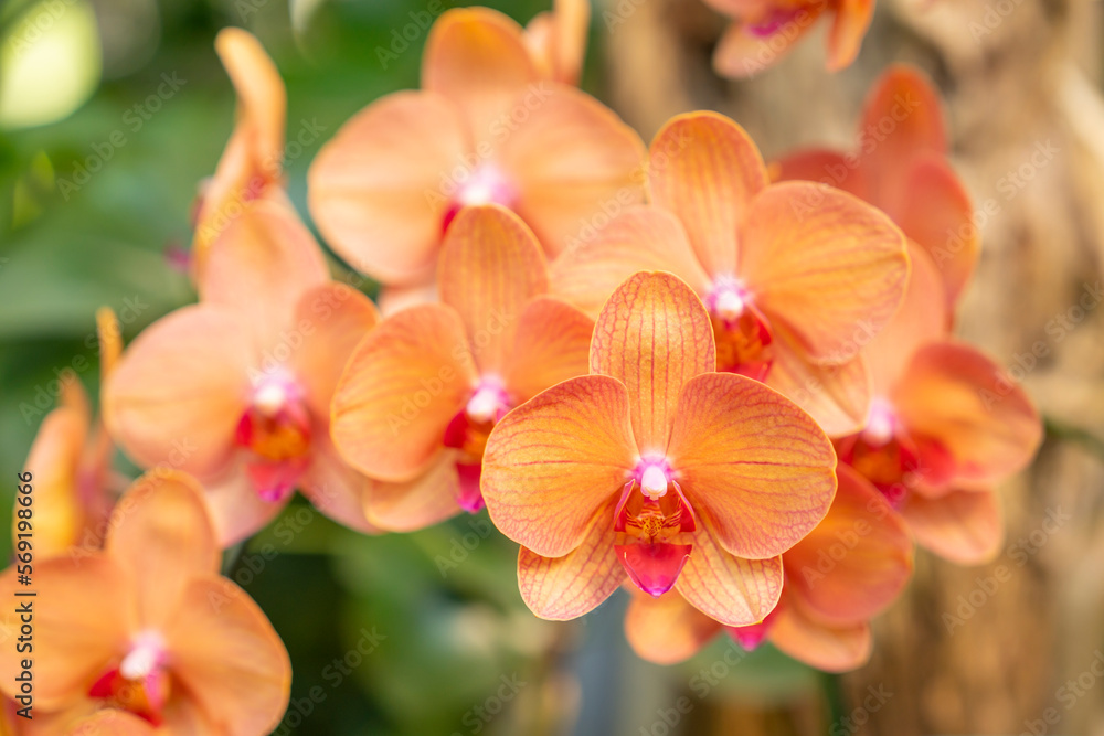 The Orange Phalaenopsis orchid flower blossom in garden The Orange Phalaenopsis orchid flower blossom in garden