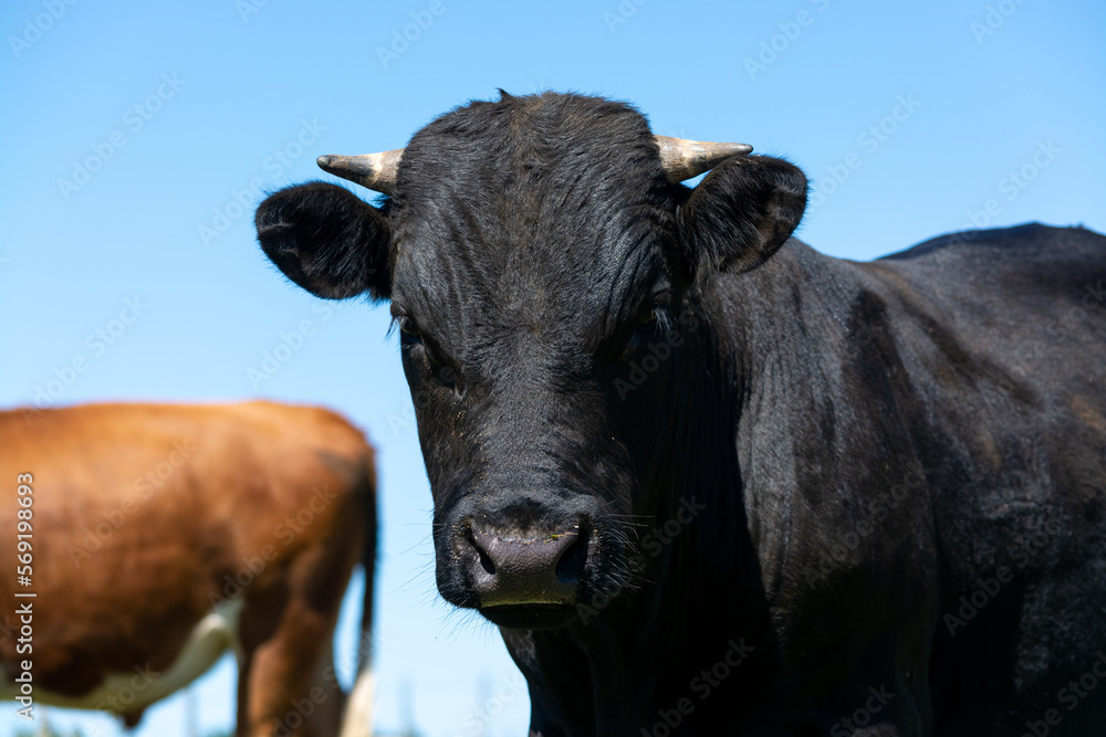 Primer plano de vaca color negro.