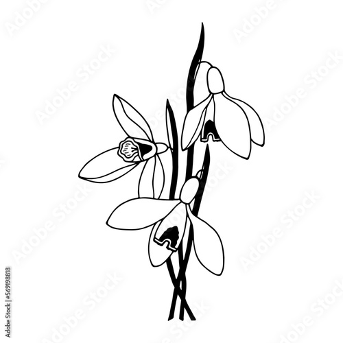 Snowdrop flowers. Vector stock illustration eps10. Empty contour, isolate on a white background.