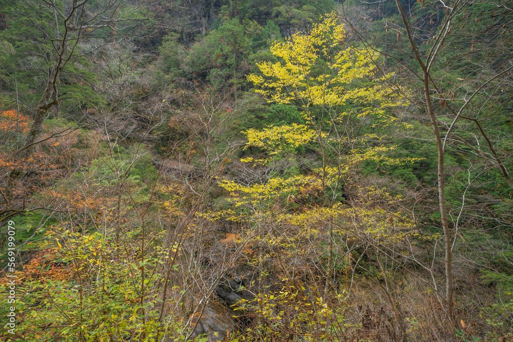 面河渓谷 面河渓谷