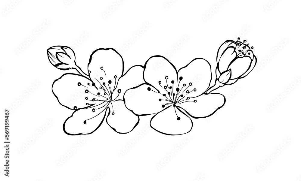 Branches of blossoming cherry sakura freehand drawing in black outline. Template for design cards, stationery, accessories Branches of blossoming cherry sakura freehand drawing in black outline. Template for design cards, stationery, accessories