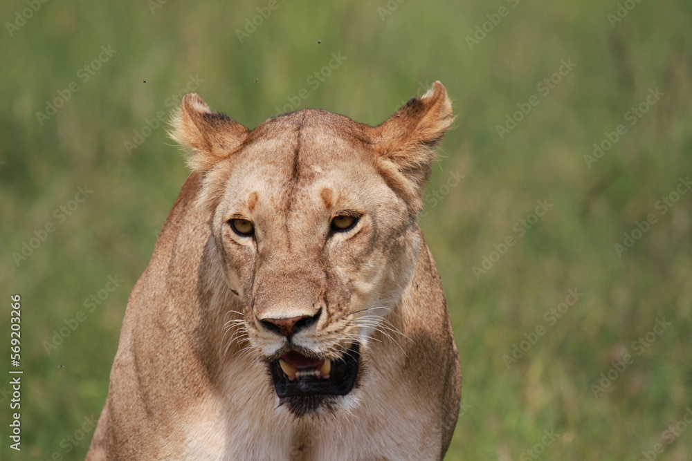 Lioness gasping for breath after hunting a buffalo Lioness gasping for breath after hunting a buffalo