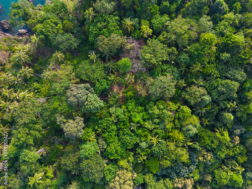 Tropical green tree forest background aerial view © themorningglory