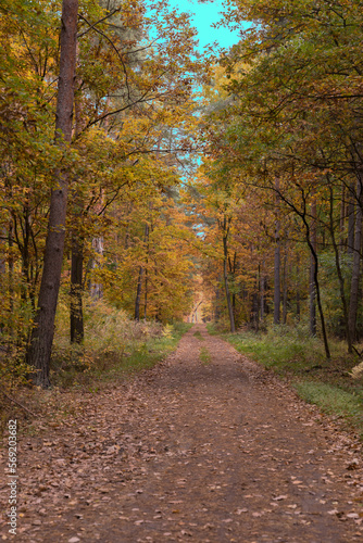 In the middle of the park in the fall season, yellow leaves. A good place to walk.