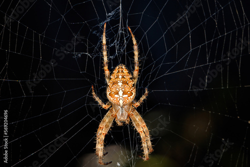 A large poisonous cross-spider against the background of its web on a dark background.
