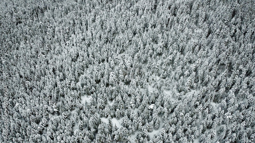 white forest. very dense trees. Snow-covered pine forest.