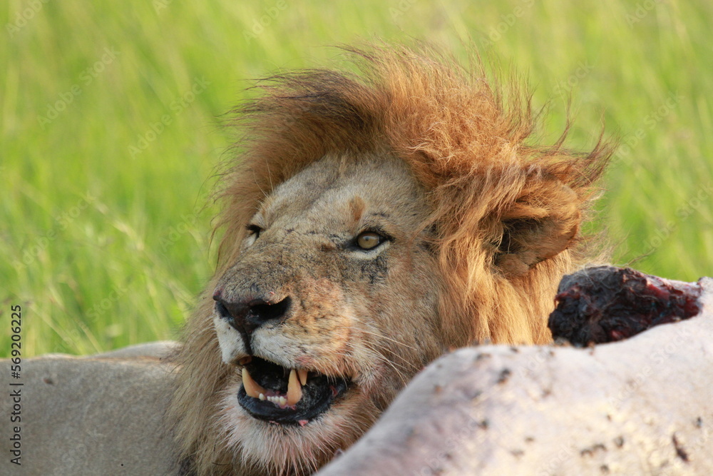 Lion feeding on a buffao carcass and roaring at lionesses from his pride