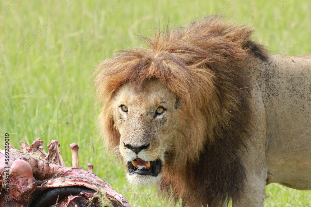 Portrait of an alert lion looking into camera, sitting near his buffalo kill