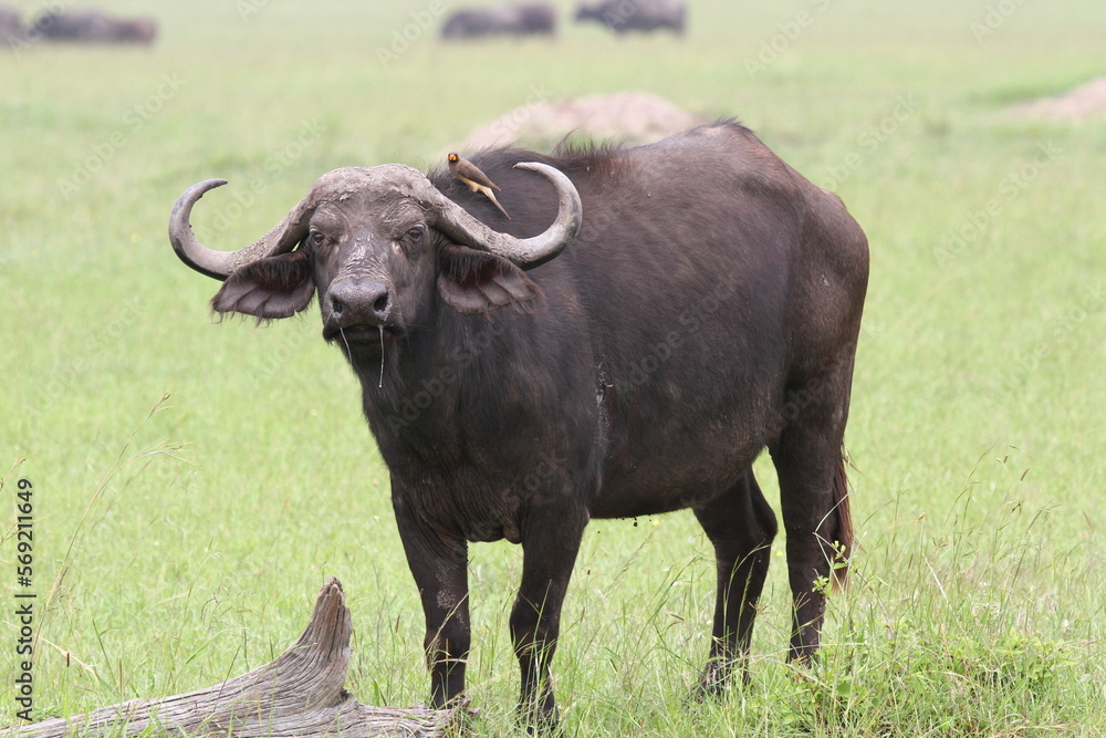 An african buffalo standing and looking into camera