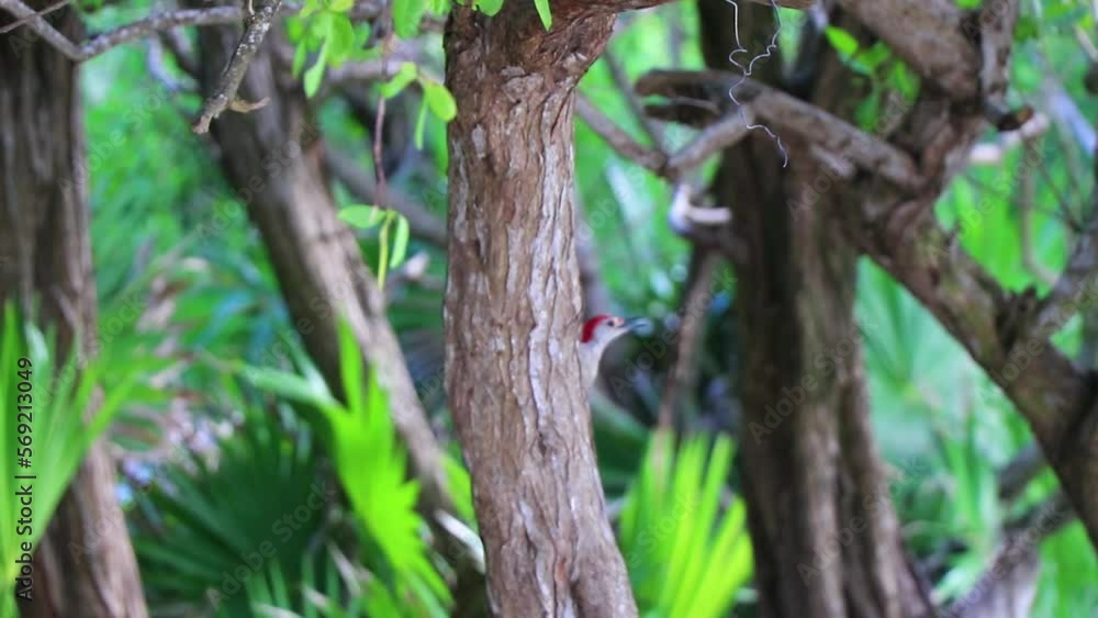 Red bellied woodpecker hammering drill on tree trunk in Mexico. Red bellied woodpecker hammering drill on tree trunk in Mexico.