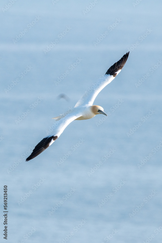 Close up of northern gannet flying over sea at Bempton Cliffs nature reserve in east Yorkshire, UK Close up of northern gannet flying over sea at Bempton Cliffs nature reserve in east Yorkshire, UK