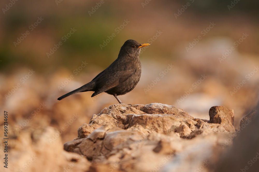 Adorable blackbird sitting on stone Adorable blackbird sitting on stone