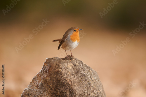 Small robin bird sitting on rock photo