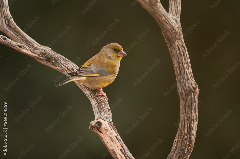 Adorable common greenfinch bird on tree Adorable common greenfinch bird on tree