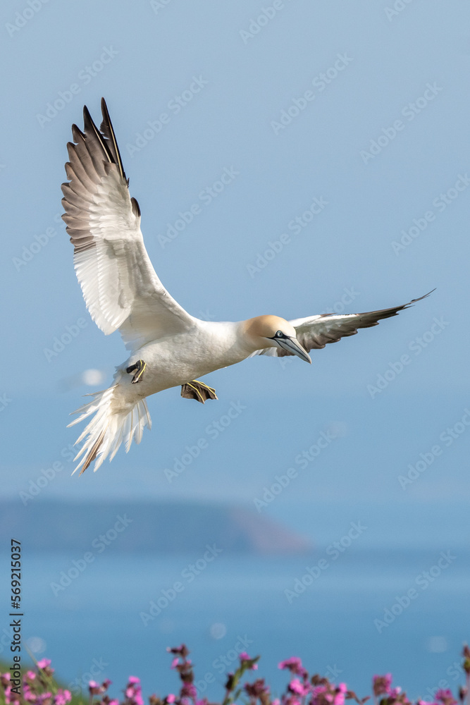 Northern gannet coming in to land at Bempton Cliffs nature reserve in east Yorkshire, UK Northern gannet coming in to land at Bempton Cliffs nature reserve in east Yorkshire, UK