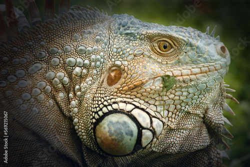 Iguanas are a genus of lizards that live in the tropics of Central America  South America and the Caribbean islands. These lizards were first described by an Austrian zoologist  macro wallpaper 