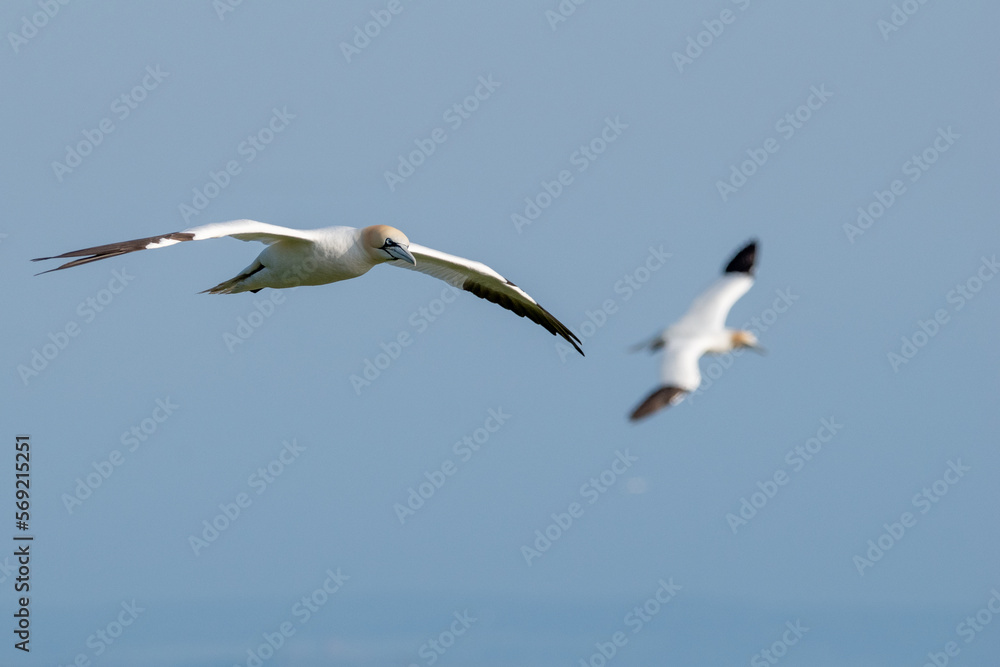 Northern gannets flying in the skies over Bempton Cliffs in east Yorkshire, UK Northern gannets flying in the skies over Bempton Cliffs in east Yorkshire, UK