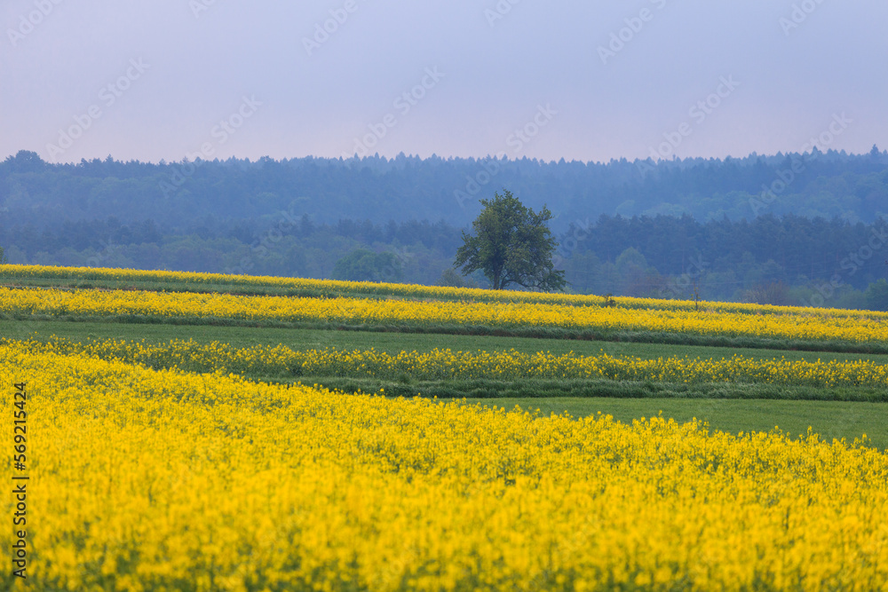lonely tree in rapeseed field lonely tree in rapeseed field
