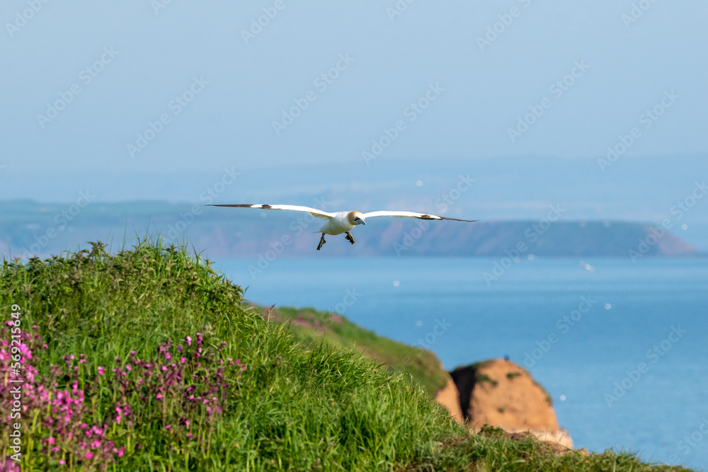 Northern gannet flying in skies over Bempton Cliffs in east Yorkshire, UK Northern gannet flying in skies over Bempton Cliffs in east Yorkshire, UK