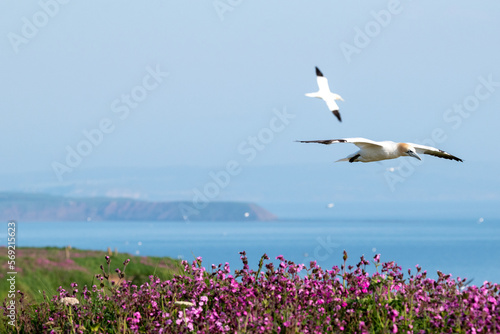 Northern gannets flying in the skies over Bempton Cliffs in east Yorkshire, UK photo