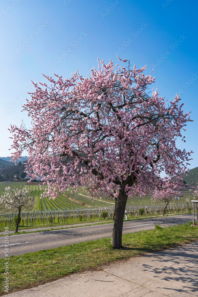 Fototapeta premium Almond tree in full bloom on a sunny spring day in Rheinhessen/Germany