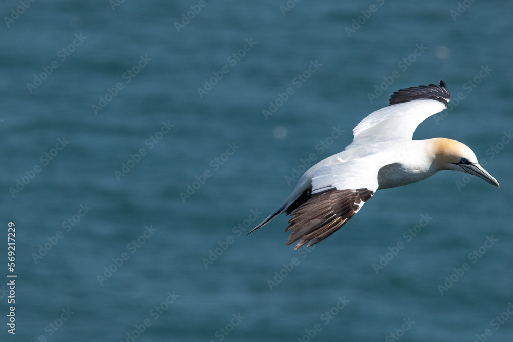 Northern gannet flying over sea at Bempton Cliffs in east Yorkshire, UK Northern gannet flying over sea at Bempton Cliffs in east Yorkshire, UK