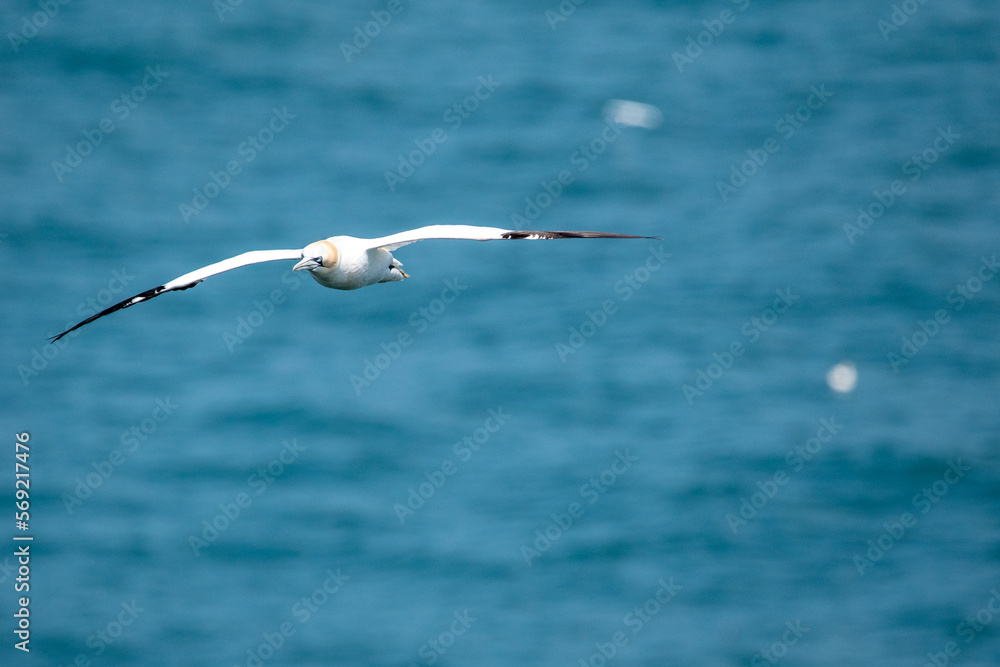Northern gannet flying over sea at Bempton Cliffs in east Yorkshire, UK Northern gannet flying over sea at Bempton Cliffs in east Yorkshire, UK