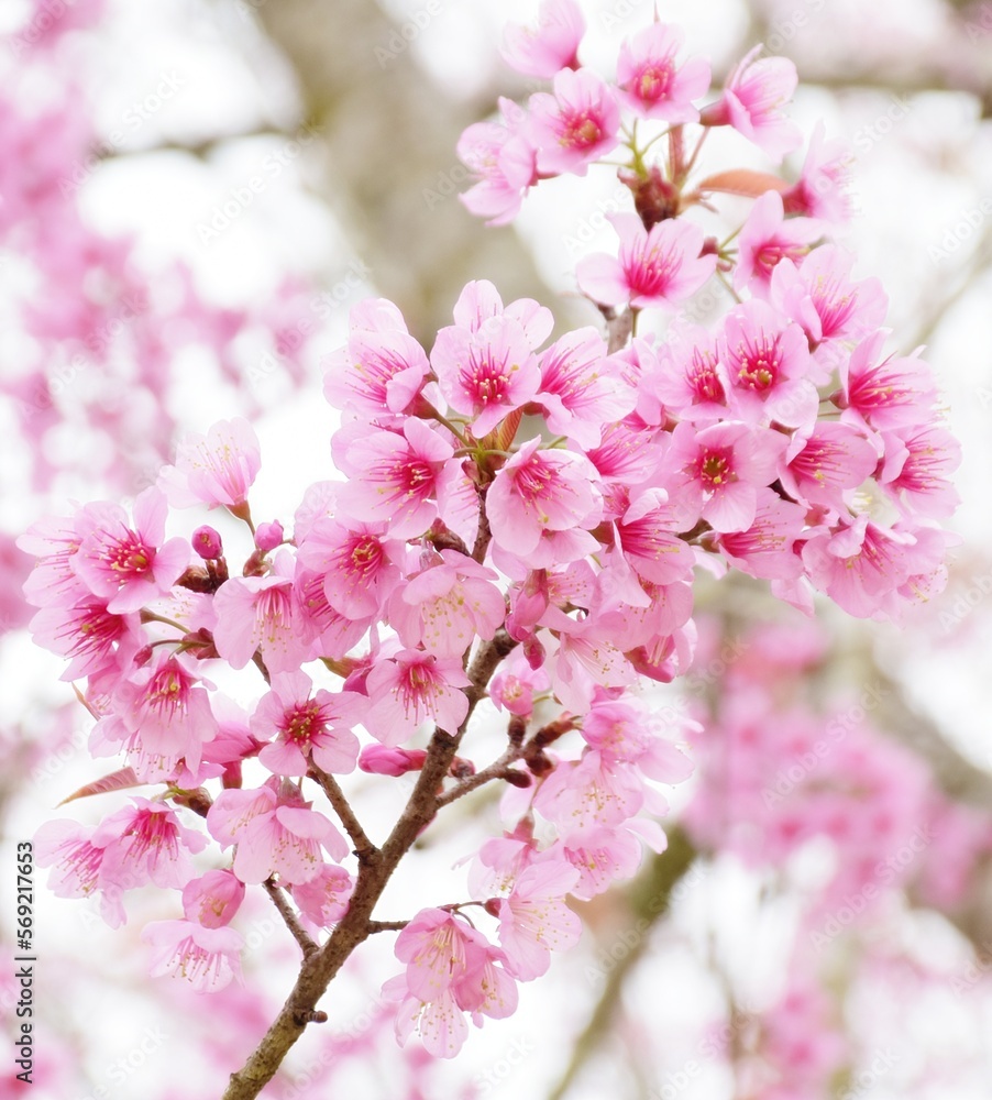 Thailand's cherry blossoms are in full bloom in the spring Thailand's cherry blossoms are in full bloom in the spring