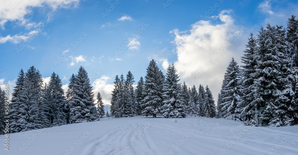 Obraz premium A panoramic view of the covered frost trees in the snowdrifts. Cold winter morning. Lawn and forests. Snowy background. Nature scenery. Location place Zlatar, Serbia, Europe.