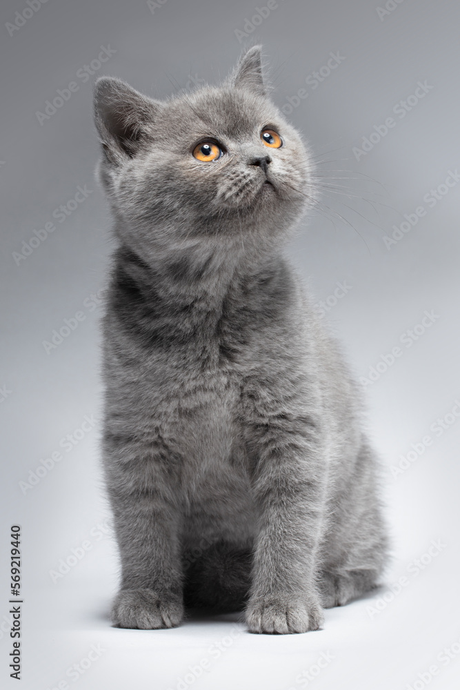 Beautiful blue British Shorthair kitten on a light gray background with a smart look. The kitten is beautiful with yellow eyes.