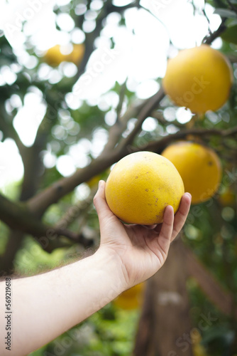 Farmer holding grapefruit at Dien Pomelo Village in the harvesting season, Hanoi