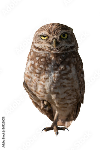 burrowing owl isolated © Gustavo