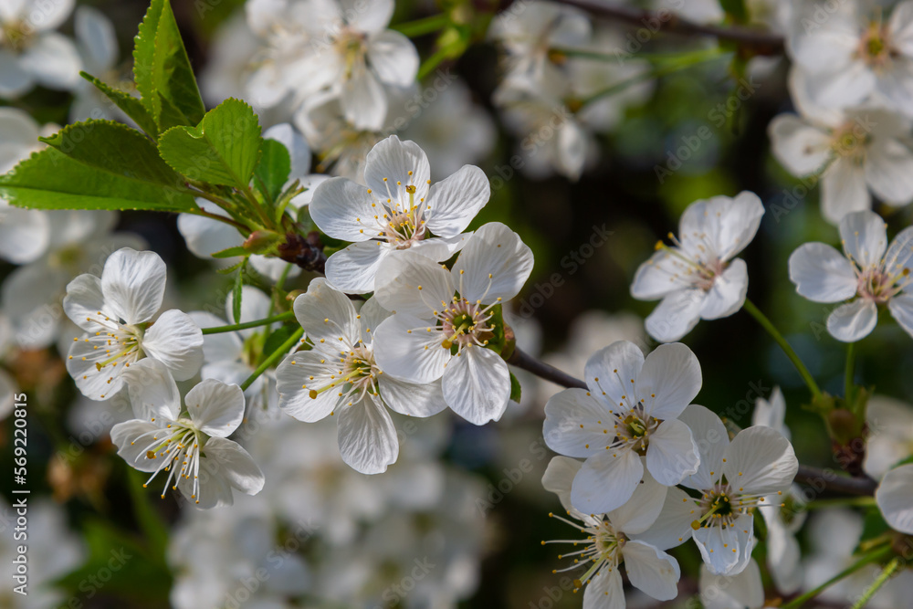 Prunus cerasus flowering tree flowers, group of beautiful white petals tart dwarf cherry flowers in bloom against blue sky in sunlight Prunus cerasus flowering tree flowers, group of beautiful white petals tart dwarf cherry flowers in bloom against blue sky in sunlight