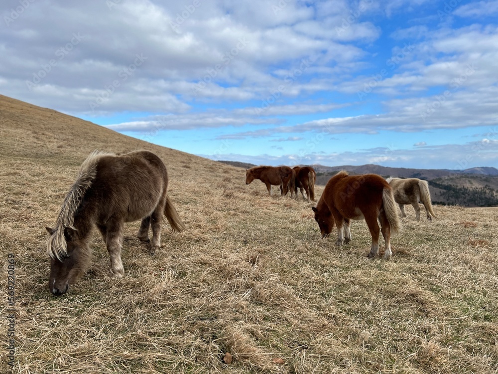 Fototapeta premium 汐首山の野生馬