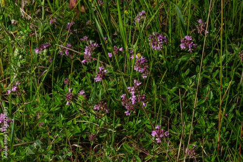 Wallpaper Mural Blossoming fragrant Thymus serpyllum, Breckland wild thyme, creeping thyme, or elfin thyme close-up, macro photo. Beautiful food and medicinal plant in the field in the sunny day Torontodigital.ca