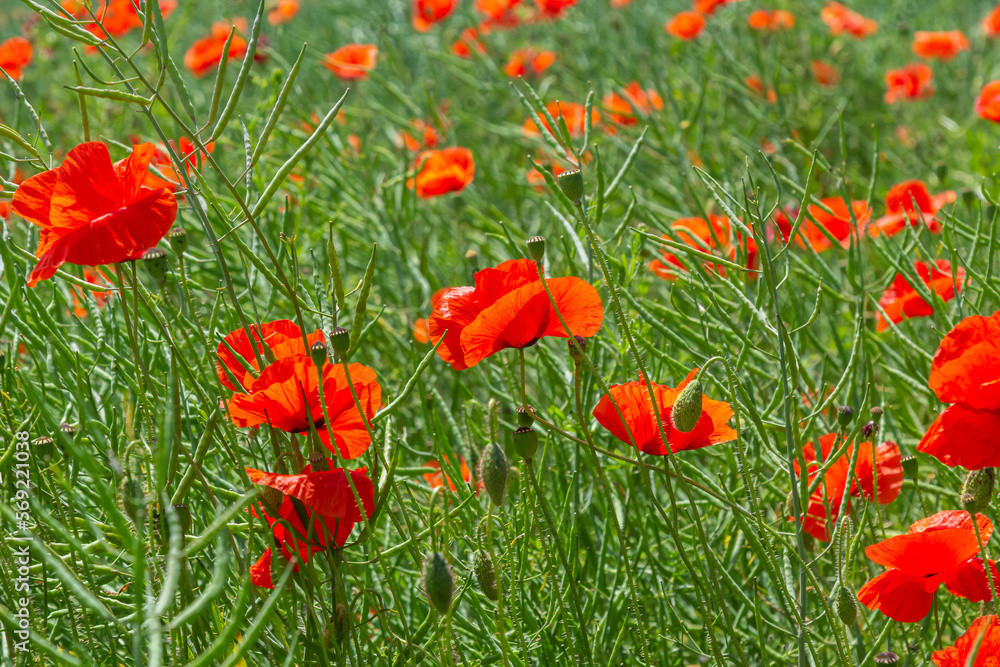 Obraz premium Papaver rhoeas common names include corn poppy , corn rose , field poppy , Flanders poppy , red poppy , red weed , coquelicot