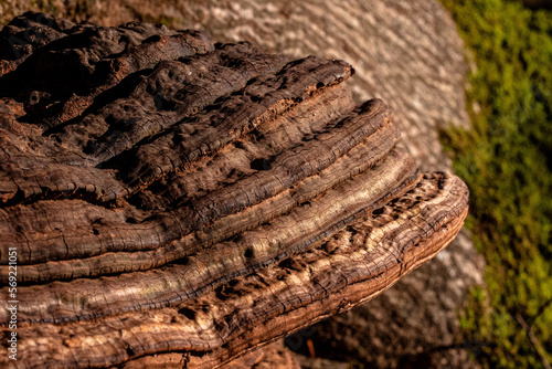 Aesthetic bracket fungi mushrooms growing on a tree trunk