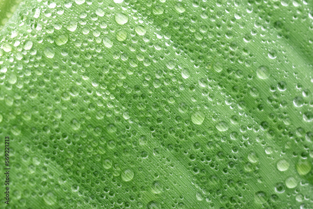 Dew drops from the mist perched on the lower surface of green banana leaves