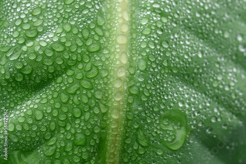 Dew drops from the mist perched on the lower surface of green banana leaves © มนต์เคน ก่นโพน