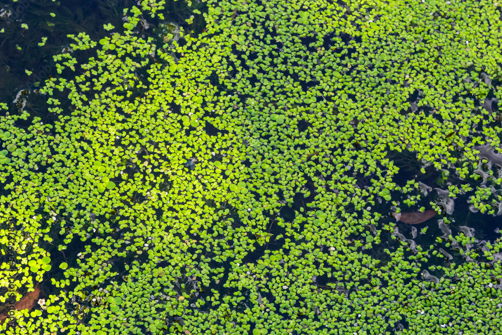 Common Duckweed, Duckweed, Lesser Duckweed, Natural Green Duckweed