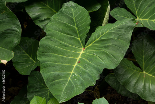 Bright leaves of the taro fields with rice field the background. Background of green Elephant Ear leaves.