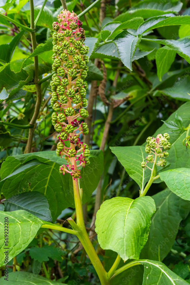 Obraz premium an unusual plant Laconosa or Phytolacca Americana with a long, narrow inflorescence among the foliage. Floral wallpaper